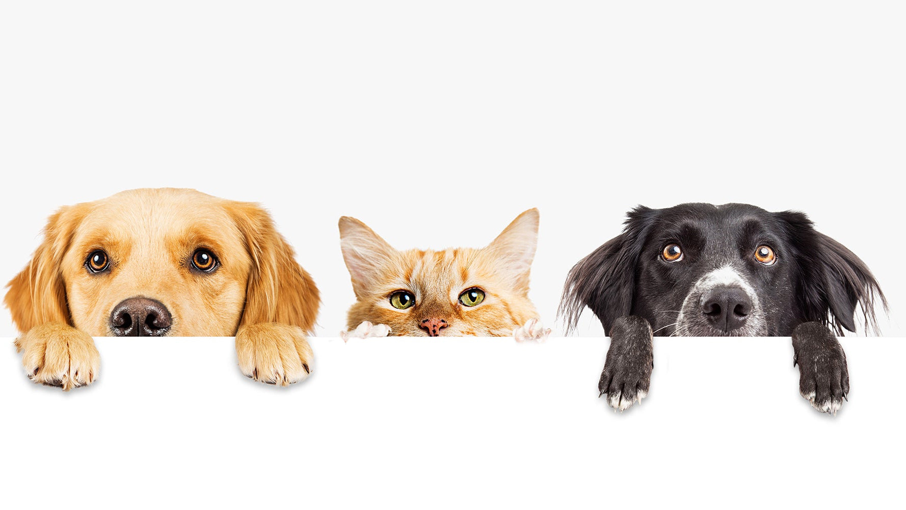 Home Page Banner Image